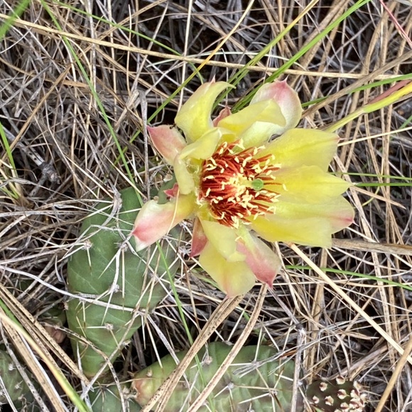 Meet your Posher, Em - Picture 2 of 2